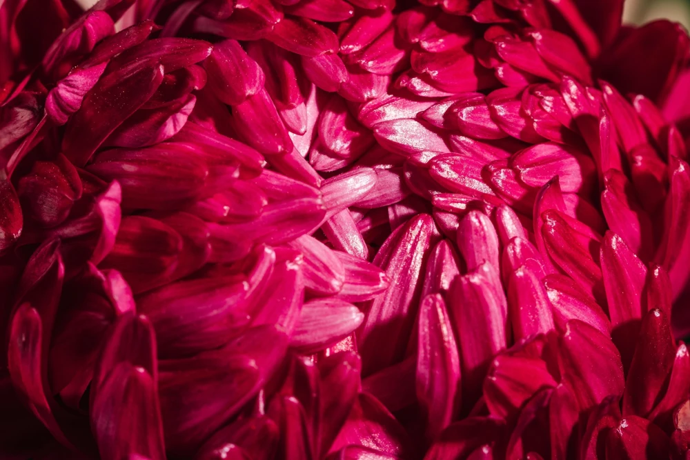 250 Red China Aster Flower Seeds - Callistephus Chinensis - Double Blooms - Image 7