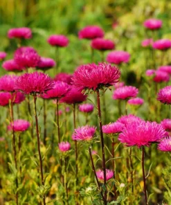 250 Red China Aster Flower Seeds - Callistephus Chinensis - Double Blooms - Image 8