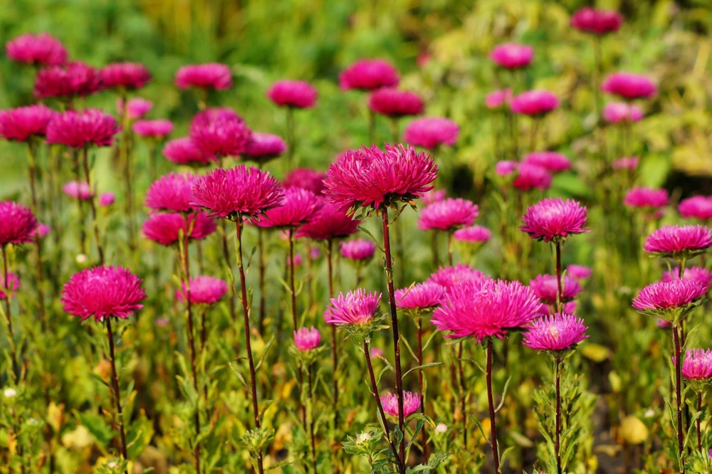 250 Red China Aster Flower Seeds - Callistephus Chinensis - Double Blooms - Image 8