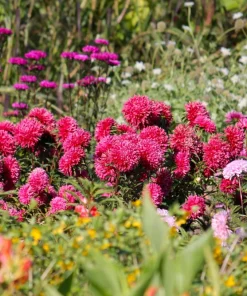 250 Red China Aster Flower Seeds - Callistephus Chinensis - Double Blooms - Image 9