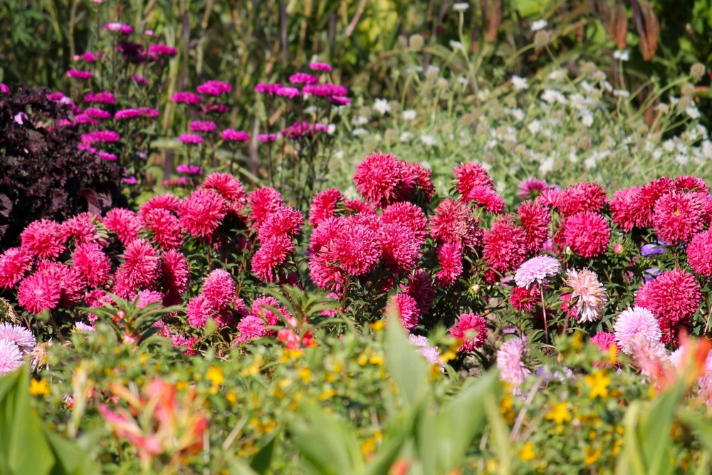 250 Red China Aster Flower Seeds - Callistephus Chinensis - Double Blooms - Image 9