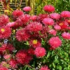 250 Red China Aster Flower Seeds - Callistephus Chinensis - Double Blooms - Image 1