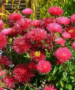 250 Red China Aster Flower Seeds - Callistephus Chinensis - Double Blooms - Image 1
