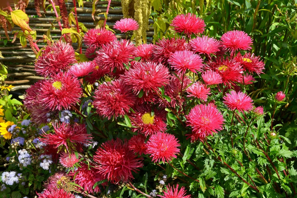 250 Red China Aster Flower Seeds - Callistephus Chinensis - Double Blooms - Image 1