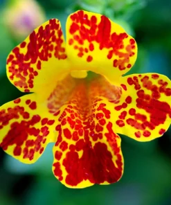 250 Tiger Monkey Flower Seeds - Mimulus Tigrinus Mixed Colors, Zones 3-9 - Image 10
