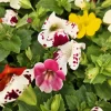 250 Tiger Monkey Flower Seeds - Mimulus Tigrinus Mixed Colors, Zones 3-9 - Image 1
