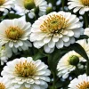 250 White Polar Bear Zinnia Elegans Flower Seeds – Classic Garden Flower - Image 1