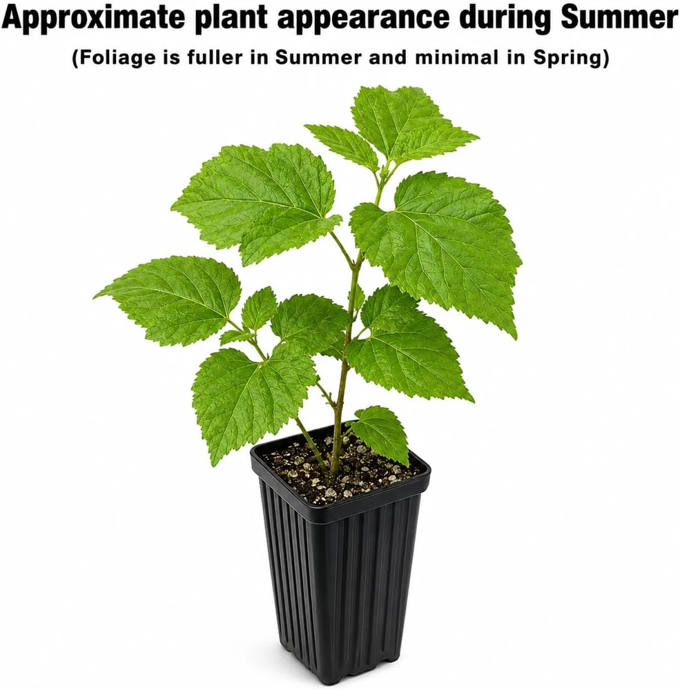 3 American Hazelnut Trees - 6-12" Tall Live Plants - Corylus Americana - Image 3