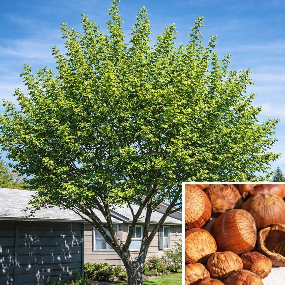 3 American Hazelnut Trees - 6-12" Tall Live Plants - Corylus Americana - Image 4
