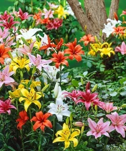 3 Asiatic Lily Live Flower Bulbs Mixture - Showy Perennial Outdoor - Image 2
