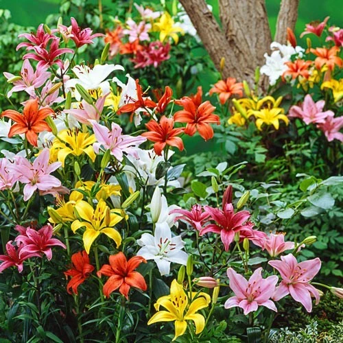 3 Asiatic Lily Live Flower Bulbs Mixture - Showy Perennial Outdoor - Image 2
