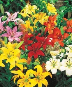 3 Asiatic Lily Live Flower Bulbs Mixture - Showy Perennial Outdoor - Image 1