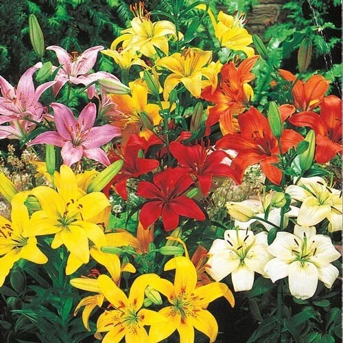 3 Asiatic Lily Live Flower Bulbs Mixture - Showy Perennial Outdoor - Image 1