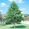 3 Bald Cypress Live Plants, 6-12 inches Tall, Deciduous Conifer - Image 1