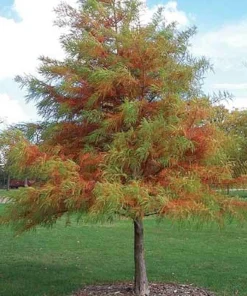 3 Bald Cypress Live Plants, 6-12 inches Tall, Deciduous Conifer - Image 4