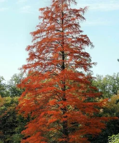 3 Bald Cypress Live Plants, 6-12 inches Tall, Deciduous Conifer - Image 5