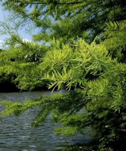 3 Bald Cypress Live Plants, 6-12 inches Tall, Deciduous Conifer - Image 8