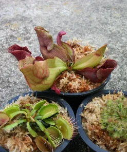 3 Carnivorous Plants Live Set - Venus Fly Trap, Pitcher Plant, Sundew - Image 1