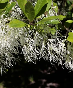 3 Fringe Tree Seeds - Chionanthus Virginicus White Flower, Old Man's Beard, Zones 3-9 - Image 10