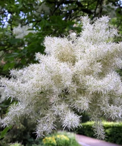 3 Fringe Tree Seeds - Chionanthus Virginicus White Flower, Old Man's Beard, Zones 3-9 - Image 11