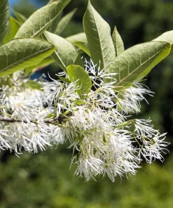 3 Fringe Tree Seeds - Chionanthus Virginicus White Flower, Old Man's Beard, Zones 3-9 - Image 12