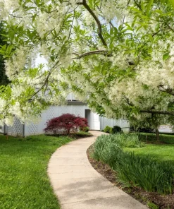 3 Fringe Tree Seeds - Chionanthus Virginicus White Flower, Old Man's Beard, Zones 3-9 - Image 13