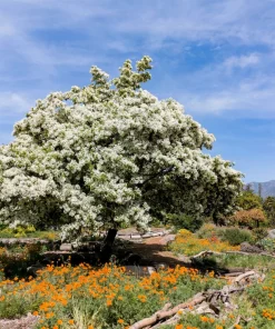 3 Fringe Tree Seeds - Chionanthus Virginicus White Flower, Old Man's Beard, Zones 3-9 - Image 2