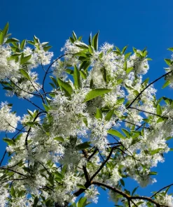 3 Fringe Tree Seeds - Chionanthus Virginicus White Flower, Old Man's Beard, Zones 3-9 - Image 3