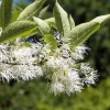 3 Fringe Tree Seeds - Chionanthus Virginicus White Flower, Old Man's Beard, Zones 3-9 - Image 1