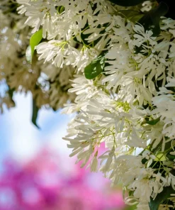 3 Fringe Tree Seeds - Chionanthus Virginicus White Flower, Old Man's Beard, Zones 3-9 - Image 4