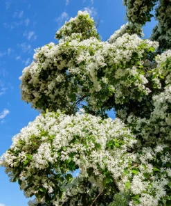 3 Fringe Tree Seeds - Chionanthus Virginicus White Flower, Old Man's Beard, Zones 3-9 - Image 5