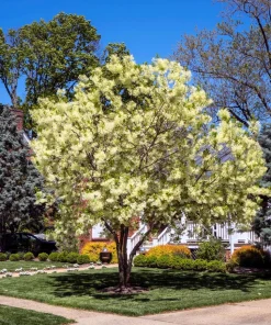 3 Fringe Tree Seeds - Chionanthus Virginicus White Flower, Old Man's Beard, Zones 3-9 - Image 6