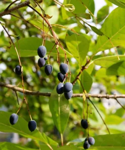 3 Fringe Tree Seeds - Chionanthus Virginicus White Flower, Old Man's Beard, Zones 3-9 - Image 7