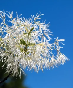 3 Fringe Tree Seeds - Chionanthus Virginicus White Flower, Old Man's Beard, Zones 3-9 - Image 8