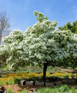 3 Fringe Tree Seeds - Chionanthus Virginicus White Flower, Old Man's Beard, Zones 3-9 - Image 9