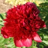 3 Karl Rosenfield Double Peony Bulbs - Live Perennial Cranberry Red Flower Plant - Image 1