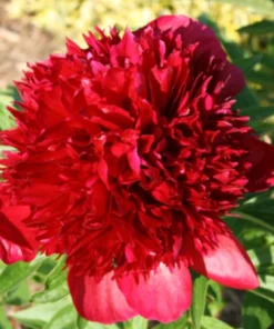 3 Karl Rosenfield Double Peony Bulbs - Live Perennial Cranberry Red Flower Plant - Image 1