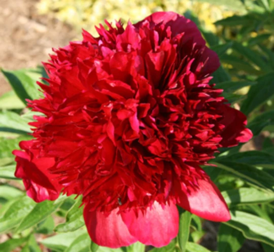 3 Karl Rosenfield Double Peony Bulbs - Live Perennial Cranberry Red Flower Plant - Image 1