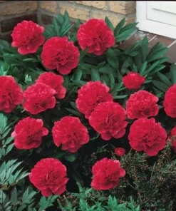 3 Karl Rosenfield Double Peony Bulbs - Live Perennial Cranberry Red Flower Plant - Image 2
