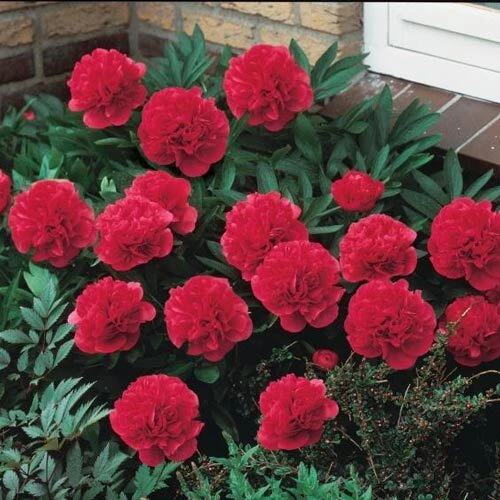3 Karl Rosenfield Double Peony Bulbs - Live Perennial Cranberry Red Flower Plant - Image 2