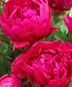 3 Karl Rosenfield Double Peony Bulbs - Live Perennial Cranberry Red Flower Plant - Image 3