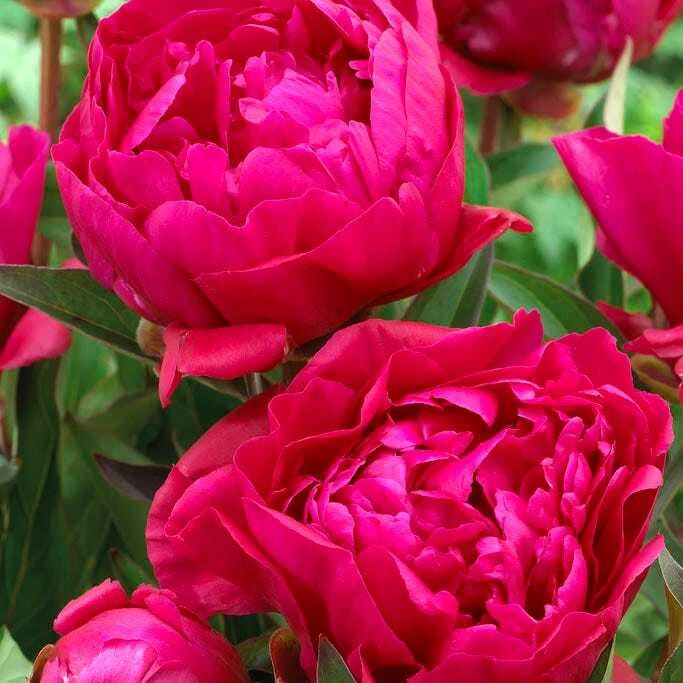 3 Karl Rosenfield Double Peony Bulbs - Live Perennial Cranberry Red Flower Plant - Image 3