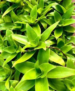 3 Live Callisia Fragrans Plants - Basket Chain Wandering Jew, 4-7 inches Tall - Image 5
