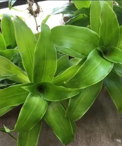 3 Live Callisia Fragrans Plants - Basket Chain Wandering Jew, 4-7 inches Tall - Image 6