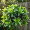 3 Live Callisia Fragrans Plants - Basket Chain Wandering Jew, 4-7 inches Tall - Image 1