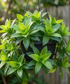 3 Live Callisia Fragrans Plants - Basket Chain Wandering Jew, 4-7 inches Tall - Image 1