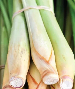 3 Live Lemongrass Plants, 4-6 Inches Tall - Fragrant Herb for Containers & Gardens - Image 3