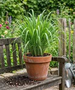 3 Live Lemongrass Plants, 4-6 Inches Tall - Fragrant Herb for Containers & Gardens - Image 4