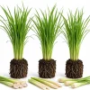 3 Live Lemongrass Plants, 4-6 Inches Tall - Fragrant Herb for Containers & Gardens - Image 1