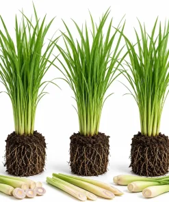 3 Live Lemongrass Plants, 4-6 Inches Tall - Fragrant Herb for Containers & Gardens - Image 1